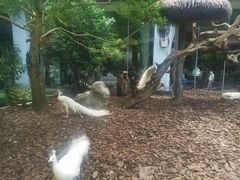 -广州长隆飞鸟乐园