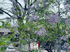 -红螺寺