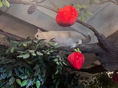 -猫猫幼稚园·撸猫·桌游·电玩