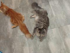 -楼上猫咖(罗湖店)