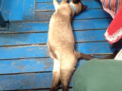 猫之一-Sirena海妖日咖夜酒