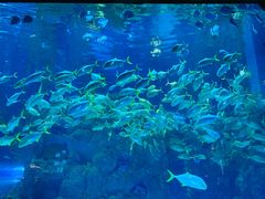 -芜湖新华联大白鲸海洋公园