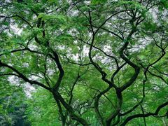 -杭州植物园