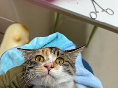 -仁普宠物诊所·中兽医·夜诊·狂犬免疫点(住友昌盛新苑店)