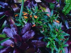 -深圳仙湖植物园