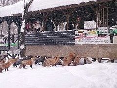 -宫城藏王狐狸村