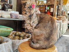 -清平路水族市场