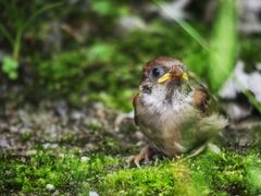 -紫鹊界梯田景区