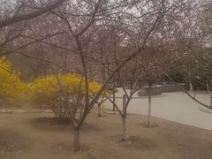 -桃花堤公园