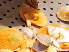 贝类海鲜-豪食国际美食自助(裕华路店)