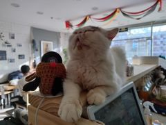 -平行世界·猫咖(首经贸店)