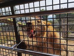 -深圳野生动物园