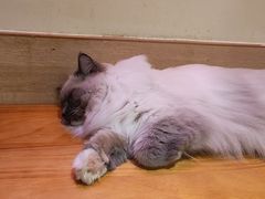 -滚猫咖啡·猫咖·猫友好撸猫(未来城店)