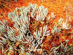 -墨尔本皇家植物园