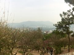 -香雪海
