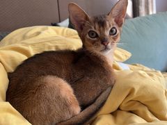-猫大福·Fortune Cat猫舍(百子湾店)