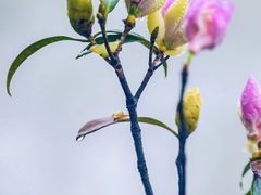 -梧桐山风景名胜区