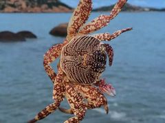 -那琴半岛地质海洋公园