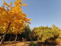 -北京西山国家森林公园