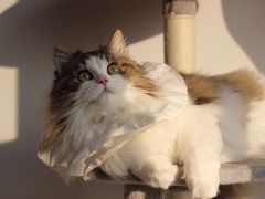 -有宠宠物(YOUCOIN·未来店)