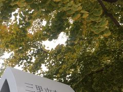 -三里屯东五街银杏大道