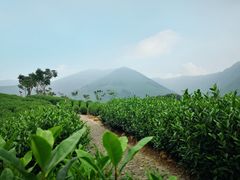 -帐篷客·溪龙茶谷度假酒店