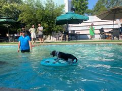 -汪说喵讲宠物乐园宠物酒店(红星美凯龙店)