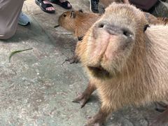 -深圳野生动物园