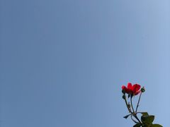 -茯茶镇