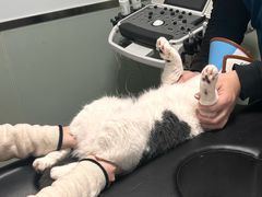 -乐派堂宠物医院·猫友好· 心脏科(东街店)