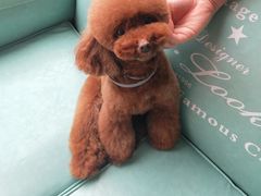 -百好乐宠物友好餐厅(朝外大街店)