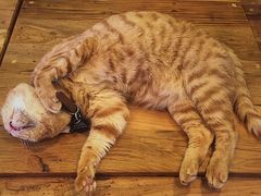 -李小姐の猫咖啡馆(五角场店)