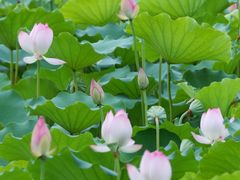 -荔湾湖公园