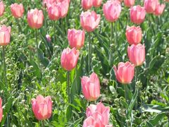 -长春公园(普阳街道)