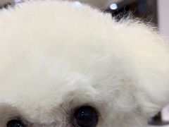 -艾贝尔宠物医院·24H转诊中心·肿瘤猫专科(江宁双龙店)