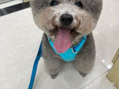 -瑞鹏宠物医院犬猫全科(真大分院)
