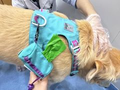 -博特宠物医院24h犬猫全科.骨科·异宠