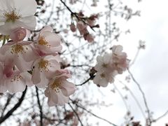 -顾村公园