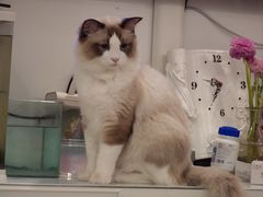 -中农大我爱我爱24h动物医院·中医针灸·猫专科·骨科医疗中心(双井店)