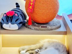 -喵园·猫主题咖啡厅·撸猫·猫咖(国贸店)