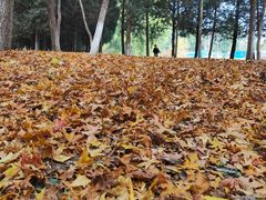 -东升八家郊野公园