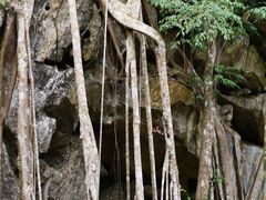 -中国科学院西双版纳热带植物园