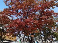 -证大大拇指广场(芳甸路店)