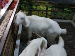 -上海大自然野生昆虫馆(东方明珠·爬宠昆虫探索中心)