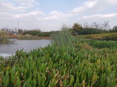 -呈贡滇池生态湿地公园