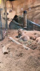 -Zoolung Zoolung动物主题公园(海信广场店)