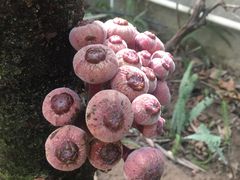 -呀路古热带植物园