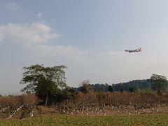 -空港花田景区