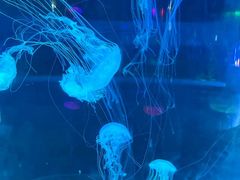 -苏州海洋馆