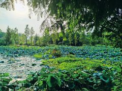 -三垟湿地
